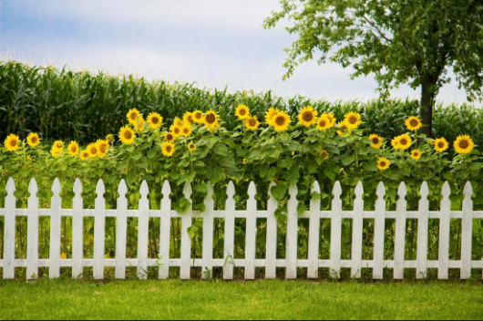 Picket Fences – Functional And Attractive