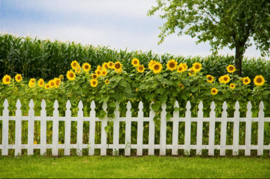 picket fences